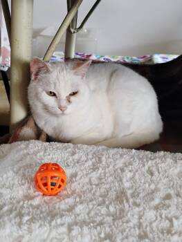 Rescue Domestic Short Hair Cats for Adoption in Andover, Kansas - LYLA | PetCurious