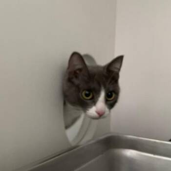 Taleena -  Domestic Short Hair Cat for Adoption in Des Moines, Iowa - Taleena | PetCurious