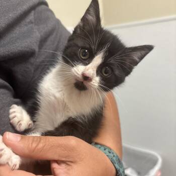 Domestic Short Hair Cats Available for Adoption in Tulsa, Oklahoma - Yeet | PetCurious