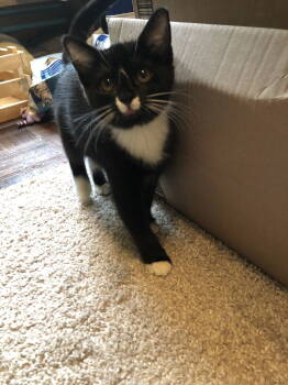 Rescue Domestic Short Hair Cats for Adoption in North Wilkesboro, North Carolina - Wednesday | PetCurious