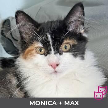 Monica (bonded with Max) -  Domestic Medium Hair Cat for Adoption in Toronto, Ontario - Monica (bonded With Max) | PetCurious