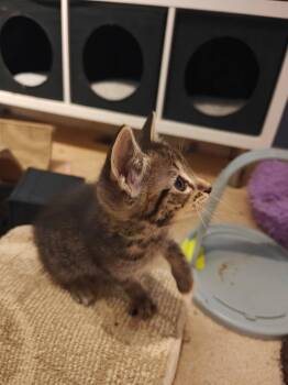 Elif -  Tabby and Domestic Short Hair Cat for Adoption in Buford, Georgia - Elif | PetCurious
