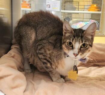 MARS -  Domestic Short Hair Cat for Adoption in St. Louis, Missouri - MARS | PetCurious