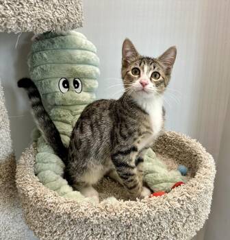 Ori -  Domestic Short Hair Cat for Adoption in West Palm Beach, Florida - Ori | PetCurious