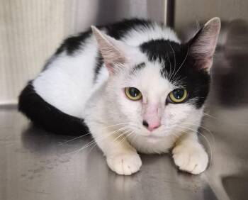 Uncle Sam -  Domestic Short Hair Cat for Adoption in Christiansburg, Virginia - Uncle Sam | PetCurious