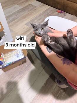 Little blue -  Russian Blue Cat for Adoption in Newark Valley, New York - Little Blue | PetCurious
