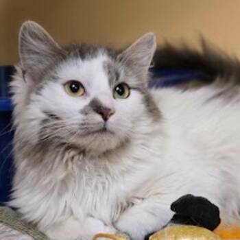 Domestic Medium Hair Cats Available for Adoption - Gandalf | PetCurious