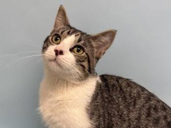 Miguel Rivera -  Domestic Short Hair Cat for Adoption in Golden Valley, Minnesota - Miguel Rivera | PetCurious