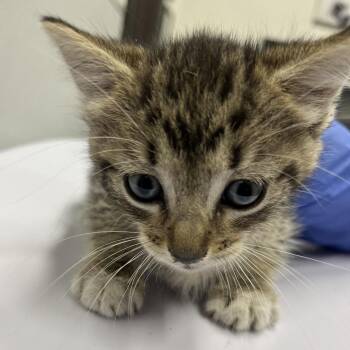 Charmer -  Domestic Short Hair Cat for Adoption in Tampa, Florida - Charmer | PetCurious