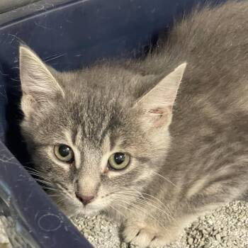 Rob -  Domestic Short Hair Cat for Adoption in Tulsa, Oklahoma - Rob | PetCurious
