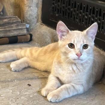 Binoo -  Domestic Short Hair Cat for Adoption in Wakefield, Quebec - Binoo | PetCurious