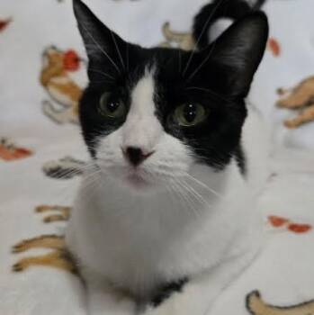 Rescue American Shorthair Cats for Adoption in Blue Earth, Minnesota - Kinara | PetCurious