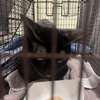 Jet -  Domestic Short Hair Cat for Adoption in Chicago, Illinois - Jet | PetCurious