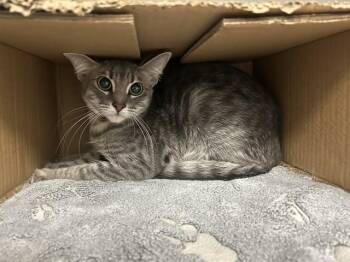 LINDA -  Domestic Short Hair Cat for Adoption in Dallas, Texas - LINDA | PetCurious