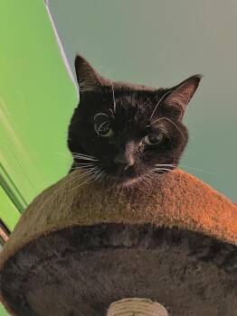 Domestic Short Hair Cats Available for Adoption in Chicago, Illinois - Opal | PetCurious