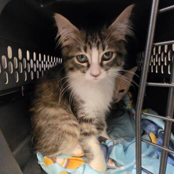 EAGLE -  Domestic Short Hair Cat for Adoption in Houston, Texas - EAGLE | PetCurious