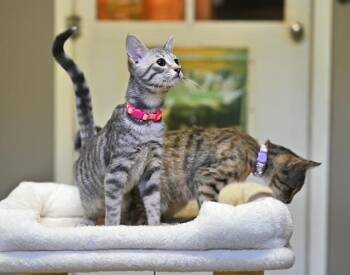 Frost and Cinder -  Domestic Short Hair Cat for Adoption in Falmouth, Maine - Frost And Cinder | PetCurious