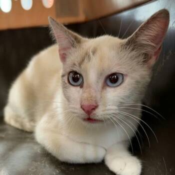 Q tip -  Siamese Cat for Adoption in Austin, Texas - Q Tip | PetCurious