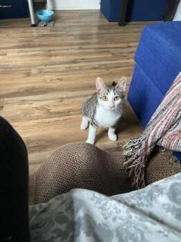 Domestic Short Hair Cats Available for Adoption - Pirate | PetCurious