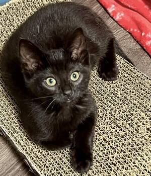Peri -  Domestic Short Hair Cat for Adoption in Vaughan, Ontario - Peri | PetCurious