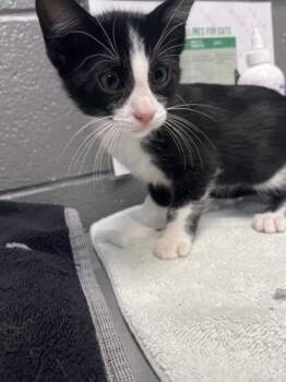 Cheese  Whiz -  Domestic Short Hair Cat for Adoption in Fort Worth, Texas - Cheese  Whiz | PetCurious