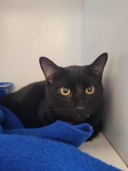 Domestic Short Hair Cats Available for Adoption - Cinnabon Delight | PetCurious