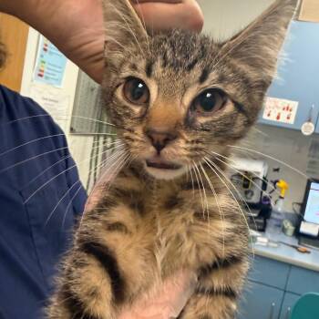Buffalo Chicken Snack Wrap -  Domestic Medium Hair Cat for Adoption in Charleston, West Virginia - Buffalo Chicken Snack Wrap | PetCurious