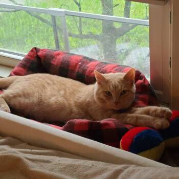 Domestic Short Hair Cats Available for Adoption in South Euclid, Ohio - Nikola (Niko)  | PetCurious