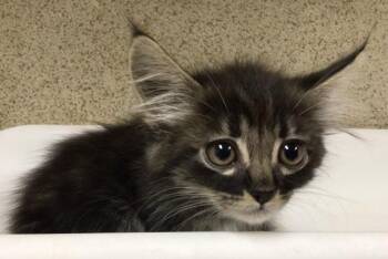 Domestic Short Hair Cats Available for Adoption in Riverside, California - GREMLIN | PetCurious