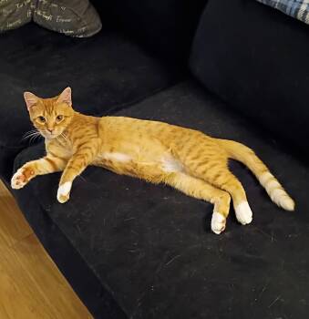 Honey - hero mom -  Domestic Short Hair Cat for Adoption in Hendersonville, Tennessee - Honey - Hero Mom | PetCurious