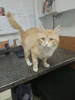 Rusty -  Domestic Long Hair Cat for Adoption in Sullivan, Indiana - Rusty | PetCurious