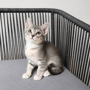 Berry Monsoon -  Domestic Short Hair and Tabby Cat for Adoption in Homer Glen, Illinois - Berry Monsoon | PetCurious