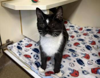 Rescue Tuxedo Cats for Adoption in Myerstown, Pennsylvania - Puff (foster To Adopt) | PetCurious