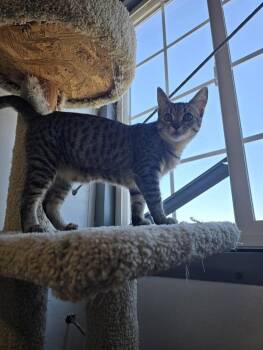 Hoppy -  Domestic Short Hair Cat for Adoption in Prineville, Oregon - Hoppy | PetCurious