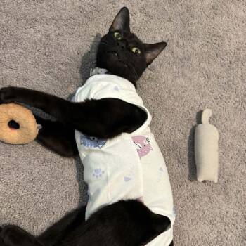 Shadow -  Domestic Short Hair Cat for Adoption in Houston, Texas - Shadow | PetCurious