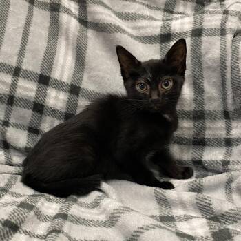 Mariposa -  Domestic Short Hair Cat Available for Adoption in Los Angeles, California - Mariposa | PetCurious