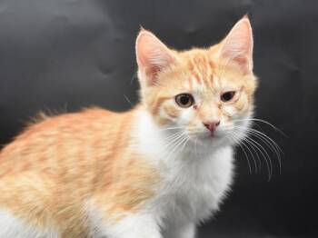 Cow -  Domestic Short Hair Cat for Adoption in Portland, Oregon - Cow | PetCurious