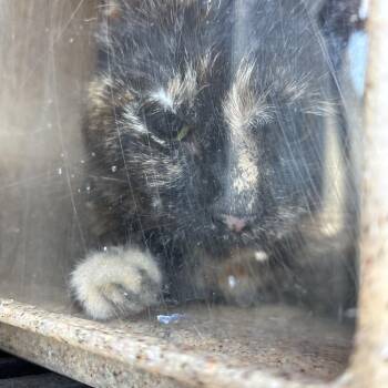 Domestic Short Hair Cats Available for Adoption in Philadelphia, Pennsylvania - Latte | PetCurious