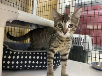 Cayenne -  Domestic Short Hair Cat for Adoption - Cayenne | PetCurious