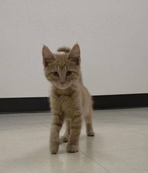 Onion Ring -  Domestic Short Hair Cat for Adoption in Red Wing, Minnesota - Onion Ring | PetCurious