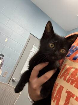 Persis -  Domestic Short Hair Cat for Adoption in Evansville, Indiana - Persis | PetCurious