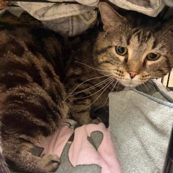 Hermes -  Domestic Short Hair Cat for Adoption in Harrisonburg, Virginia - Hermes | PetCurious