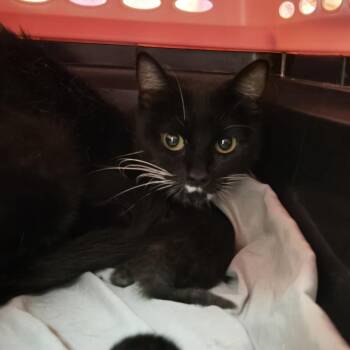 Vogue -  Domestic Short Hair Cat for Adoption in Reno, Nevada - Vogue | PetCurious