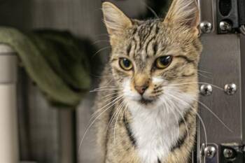BELLEZA -  Domestic Short Hair Cat for Adoption in Charlotte, North Carolina - BELLEZA | PetCurious