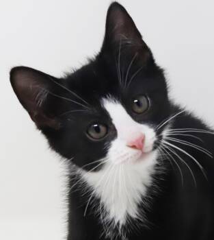 Dan is a DREAM - therapy kitten already -  Tuxedo Cat for Adoption in Bedford Hills, New York - Dan Is A DREAM - Therapy Kitten Already | PetCurious