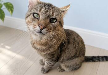Button (needs a quiet home with lots of love) -  Tabby and Tiger Cat for Adoption in Killingly, Connecticut - Button (needs A Quiet Home With Lots Of Love) | PetCurious