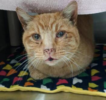 Domestic Short Hair Cats Available for Adoption in Vancouver, Washington - Benjamin Button | PetCurious