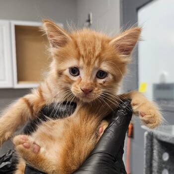 Malibu -  Domestic Medium Hair Cat for Adoption in Greenville, South Carolina - Malibu | PetCurious