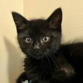 Domestic Medium Hair Cats Available for Adoption in Walnut Creek, California - Lenny | PetCurious
