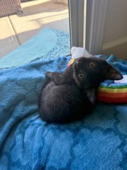 Coley -  Domestic Short Hair Cat for Adoption in Diamond Springs, California - Coley | PetCurious